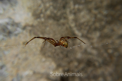 Latrodectus geometricus