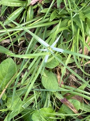 Rhynchospora nervosa