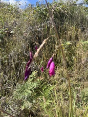 Dierama pulcherrimum