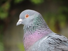 Columba livia domestica