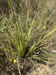 Dierama pulcherrimum