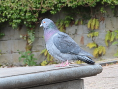 Columba livia domestica