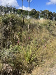 Dierama pulcherrimum