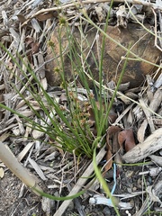 Juncus fockei
