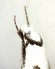 Cosmaresta anarrecta