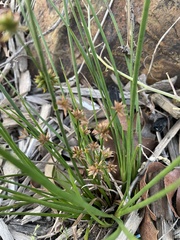 Juncus fockei