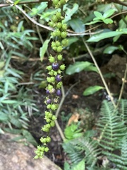 Gonzalagunia hirsuta