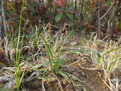 Carex duriuscula rigescens