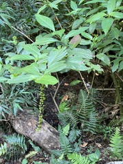 Gonzalagunia hirsuta