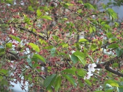 Prunus × lannesiana
