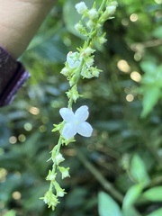 Gonzalagunia hirsuta