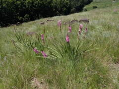 Watsonia densiflora