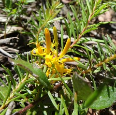 Persoonia chamaepeuce