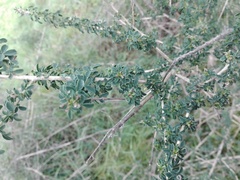 Adenocarpus complicatus