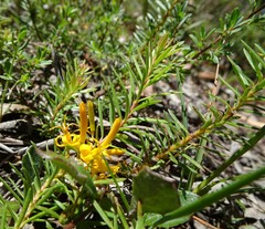 Persoonia chamaepeuce