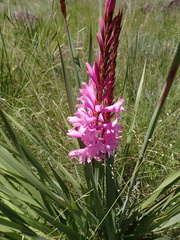 Watsonia densiflora