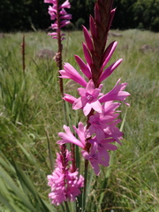 Watsonia densiflora