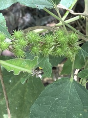 Triumfetta semitriloba