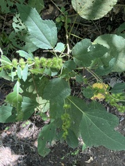 Triumfetta semitriloba