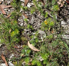 Persoonia chamaepeuce