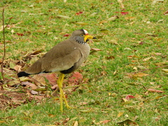 Vanellus senegallus lateralis