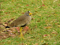 Vanellus senegallus lateralis