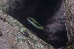 Thalassoma nigrofasciatum