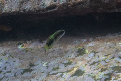 Thalassoma nigrofasciatum