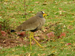 Vanellus senegallus lateralis