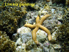 Linckia guildingi