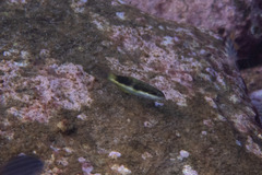 Thalassoma nigrofasciatum