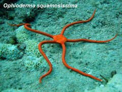 Ophioderma squamosissima
