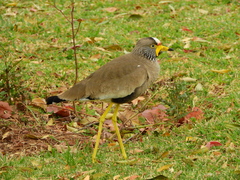 Vanellus senegallus lateralis