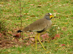 Vanellus senegallus lateralis