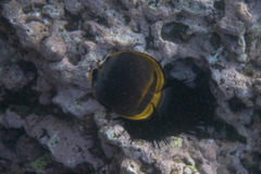 Chaetodon flavirostris
