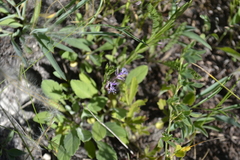 Polygala sibirica