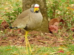 Vanellus senegallus lateralis