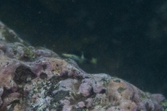Thalassoma nigrofasciatum