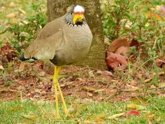 Vanellus senegallus lateralis