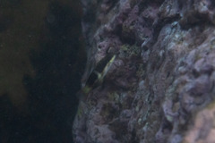 Thalassoma nigrofasciatum