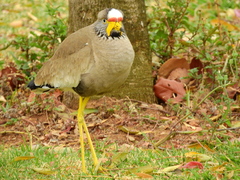 Vanellus senegallus lateralis