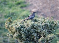 Turdus torquatus