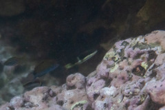 Thalassoma nigrofasciatum
