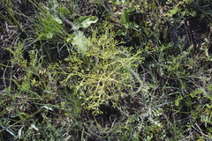 Trinia multicaulis