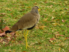 Vanellus senegallus lateralis