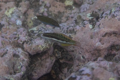 Thalassoma quinquevittatum