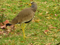 Vanellus senegallus lateralis