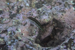 Thalassoma quinquevittatum