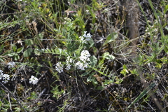 Asperula tephrocarpa