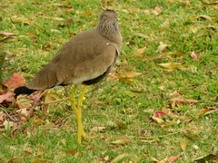 Vanellus senegallus lateralis